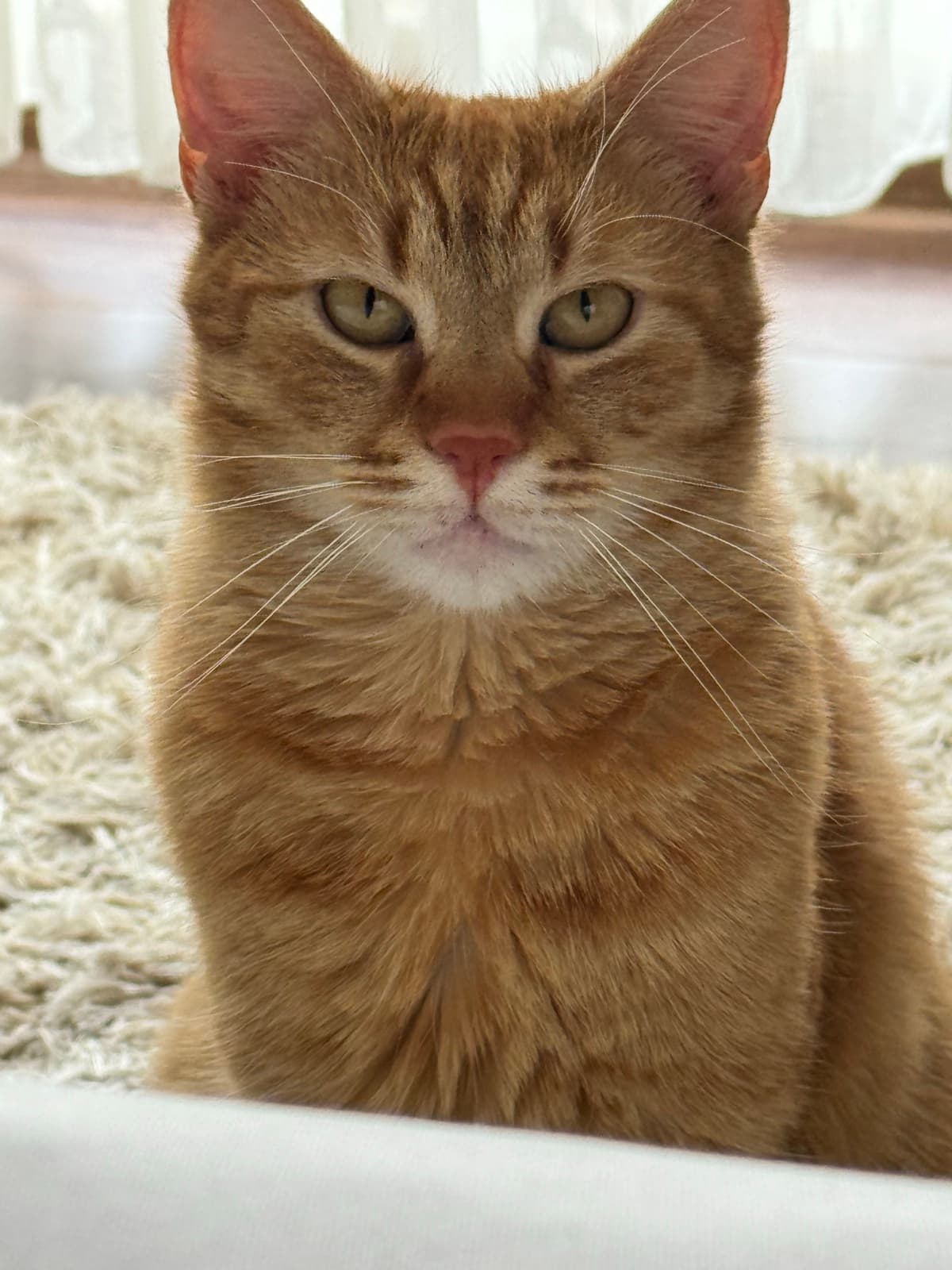 Bijoux the cat — Your photo
